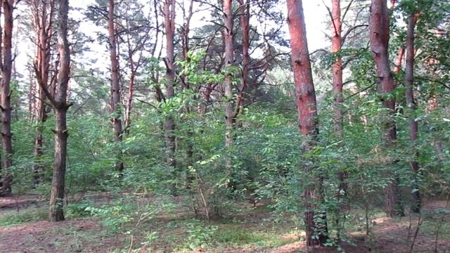 Bird Swinhoe's Pheasant Call, Sound, Singing, Voice. Lophura Swinhoii Birds Sounds
