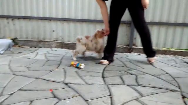 Sekret Ausbern Glamour Luck  🌸🌸🌸