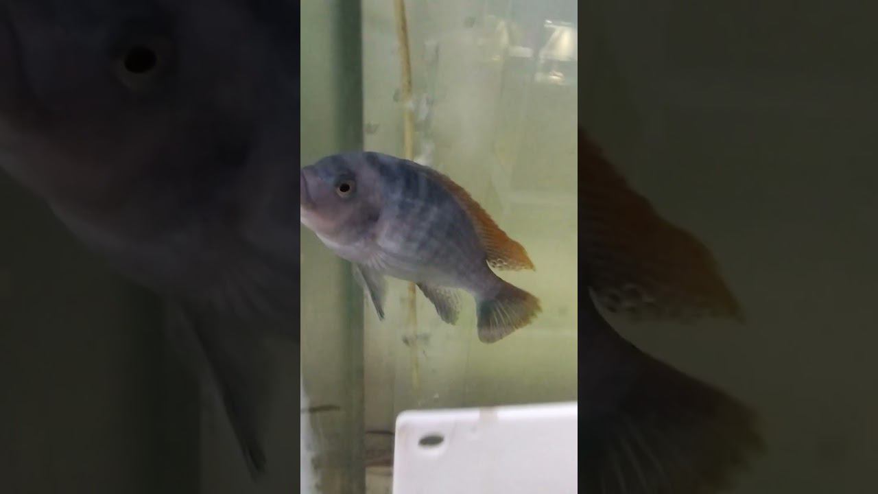 Самец Грешаки бесится. #aquariumshow #aquarium #aqua