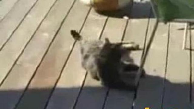 Птичка пристала к коту