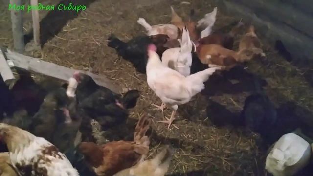 Ходили в шалаш, в стайку, гусям и курам добавили сено.