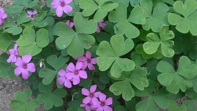 OXALIS DE FLOR ROSA: Oxalis Articulata (www.riomoros.com)