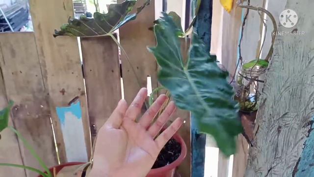Caladium & Syngonium That I Have.