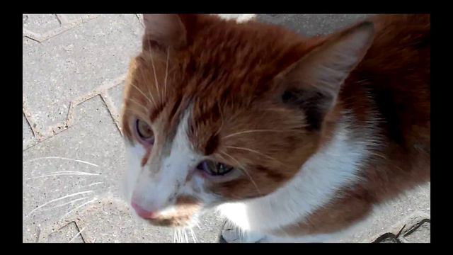 Рыжий кот. Сухарево