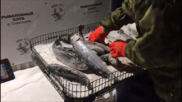 Форель продолжает клевать!!!Клевое Место д.Савельево