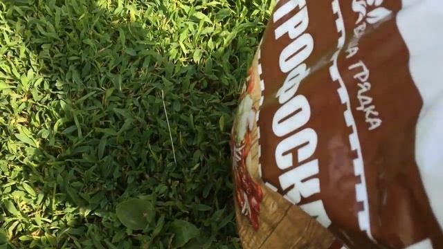 Летняя подкормка чеснока и лука. ЧЕМ подкормить ЧЕСНОК? ОГОРОД 2019