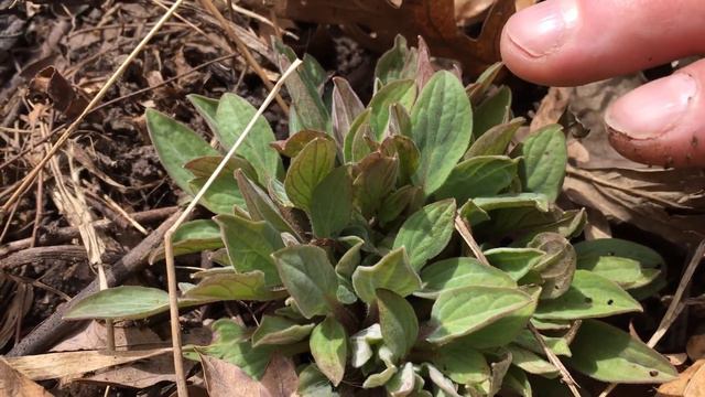 Spring Flower Garden Update 🌷🌼🥀