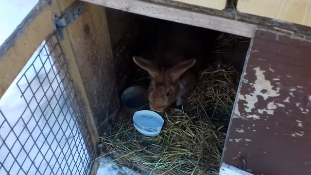 Про кроликов и котов