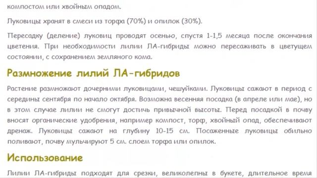 Лилии Ла гибриды