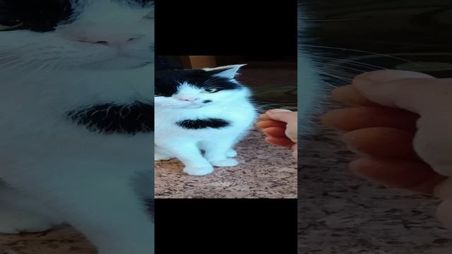 #кошки#чарли#усы