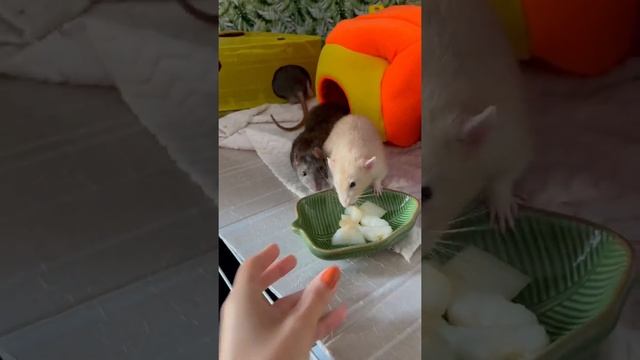 Крысы едят дыню ??