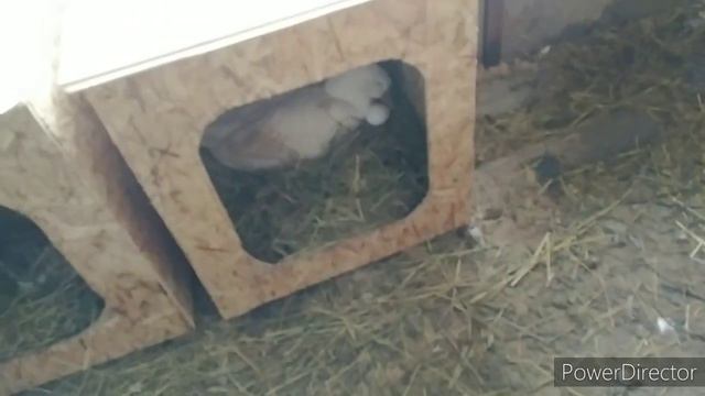 Снег почти растаял, перцы в теплице. Вкусная выпечка.