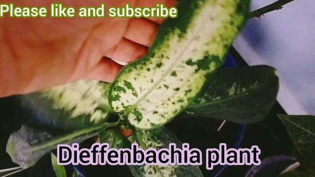 Grow 25+ Plants By Cutting ! कटिंग से लगाए 25 परमानेंट पौधे