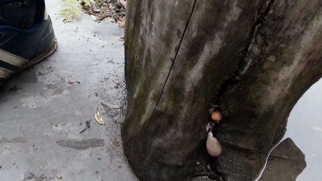 Сбор свеклы, моркови / Про вешенки на пне и ежевику