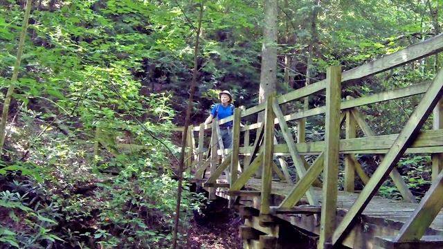 Mountain Pepper Bush Clethra Alnifolia Big South Fork Rock Creek 07112014