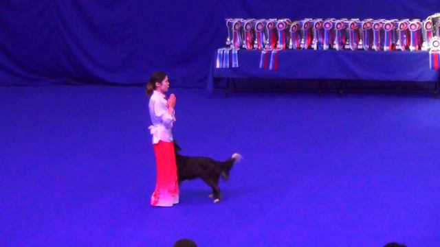 Бизянова Татьяна бордер колли Эврика Дебют-НТМ