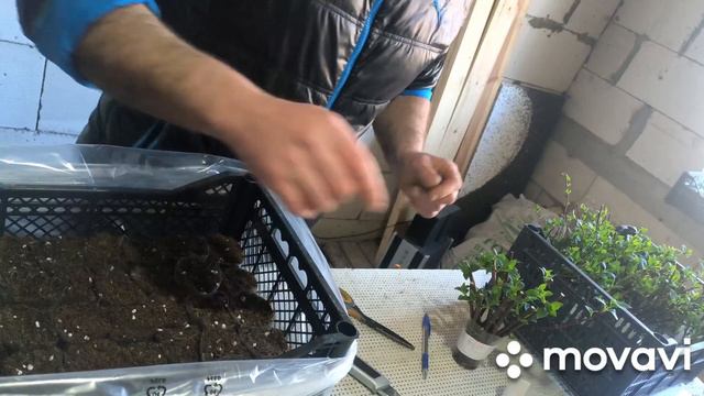 Гортензия метельчатая размножение  и  результаты по жимолости