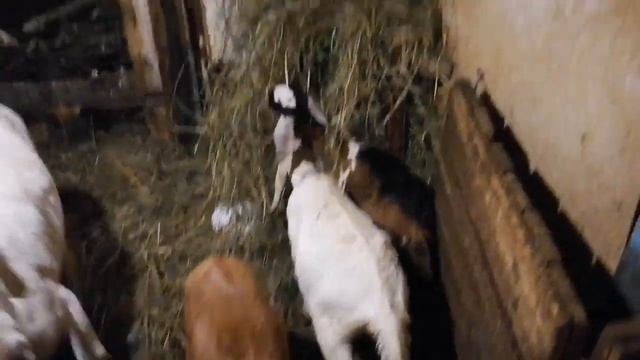 Аврора сдулась?/Англо-нубийские козы