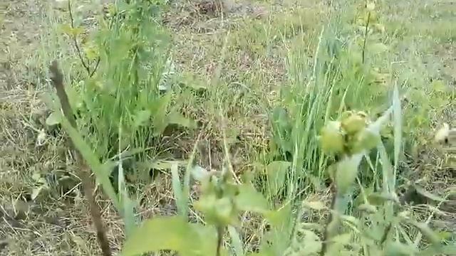 Df8705bd33b0c114d3a1f03f872e0975