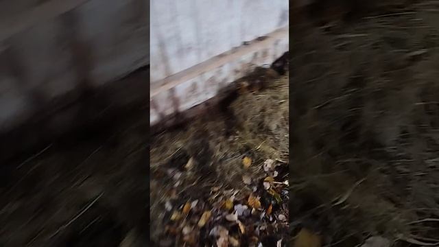 Гусиная подстилка ...Сьедобная!