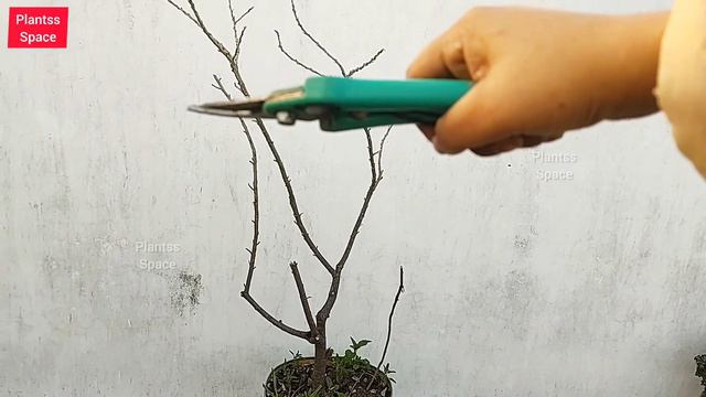 1670:- Is Baar Repot Nahi Kiya / Lekin Har Plant Ki Shape Banana Jaruri Hai / गुड़हल का क्या किया