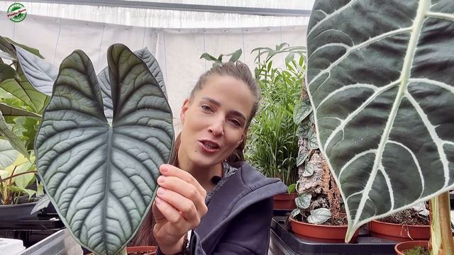 Dostawa Rzadkich Okazów W Niższych Cenach!⬇️ Alocasia Watsonia, Scalprum Czy Ph Ghost I Burle Varie