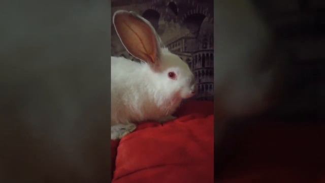 Купили кролика за 3000 тг знакомство с новым другом