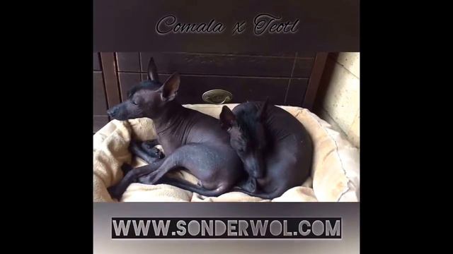 Ксоло мини Www.sonderwol.com