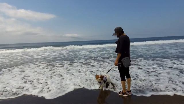 【RECAMP館山】南国感たっぷりで、海に近く、とても良いキャンプ場です。吉宗も砂浜を大喜びで駆け回りました。今まで行ったキャンプ場で一番良かったと思います。シャワーがお湯たっぷり！