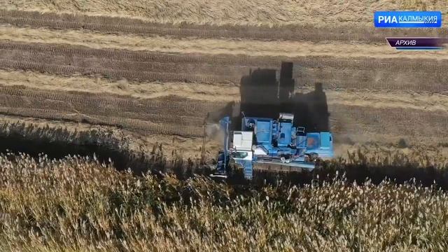 Развитие рисоводства 2023г. Рисовое хозяйство. Республика Калмыкия. Возрождение.