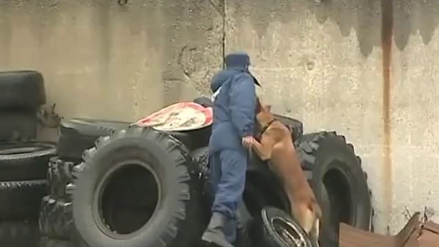 Собаки спасают людей