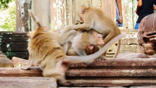 40301636856a20d558370705db42d40b