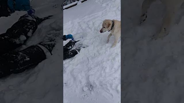Лабрадор собака созданная для детей