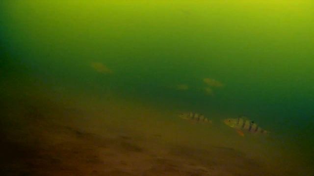 косяк окуней , снятый на самодельную подводную камеру / a flock of perches captured on camera