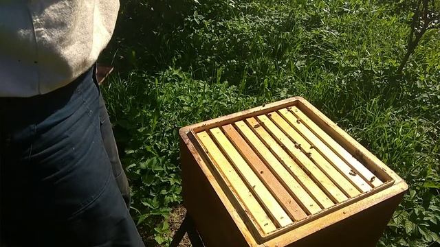 Пасека.Осенняя ревизия.Сборка гнезда на зиму.