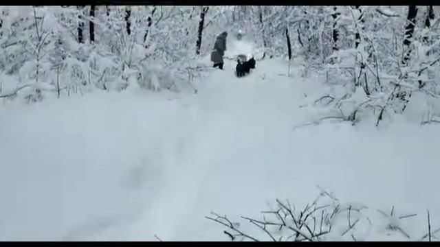 Лабрадоры и зима.