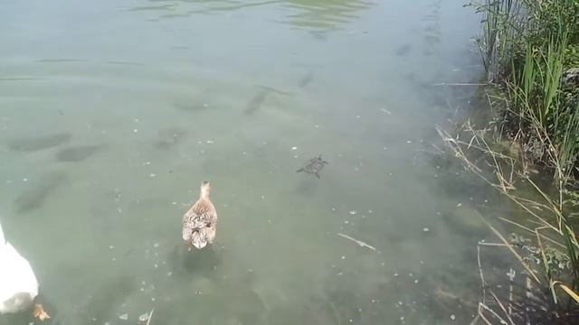 Животное месиво (черепахи рыбы гуси утки)