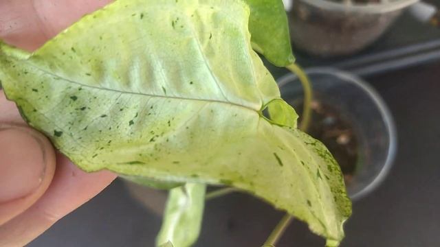 Излишки комнатных растений . 2 октября.