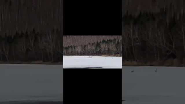 ИДЁМ ПО СЛЕДАМ МЕДВЕДЯ!!