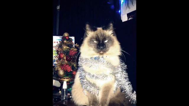 ЗИМНЯЯ ФОТОПОДБОРКА КОШЕК 3