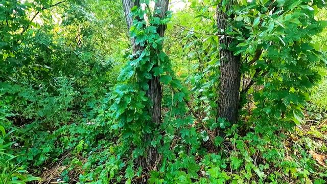 4b87a6dea6982be8974f23ed1086d162