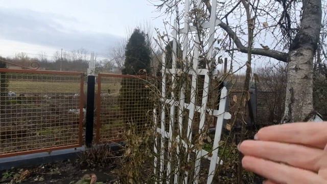 ТРОЯНДА АНГЕЛА(Angela)...Мої спостереження,догляд та рекомендації з досвіду.#троянда_Ангела