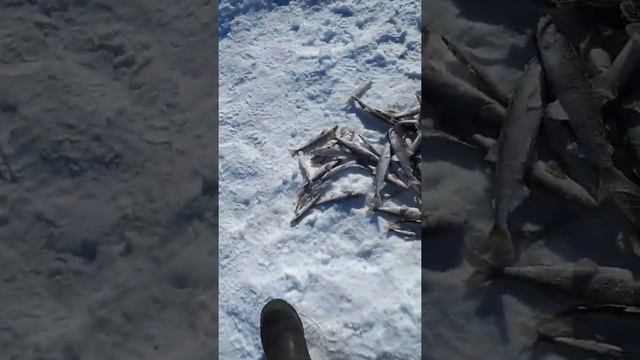 Зимняя корюшка,Камчатка,2021г