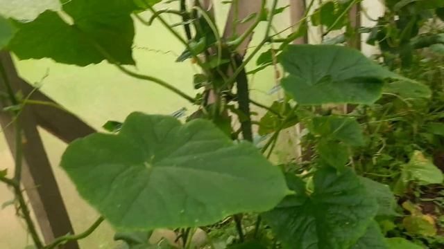 Помидоры на навозе. И как я борюсь с паутинным клещом без химии...