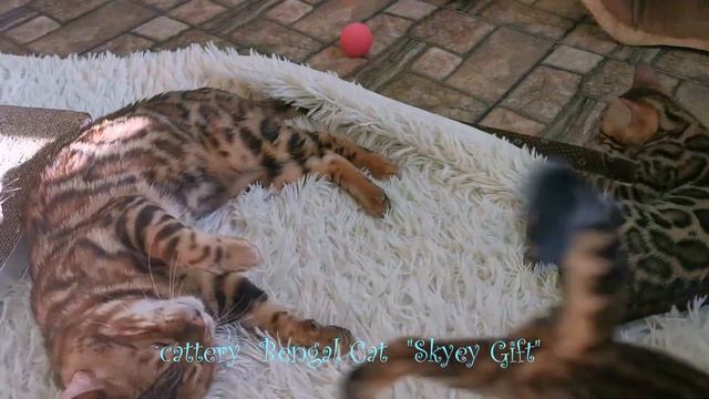 Бенгальські кошенята продаж, документи WCF, спеціалізований розплідник. Bengal Kittens For Sale, WC