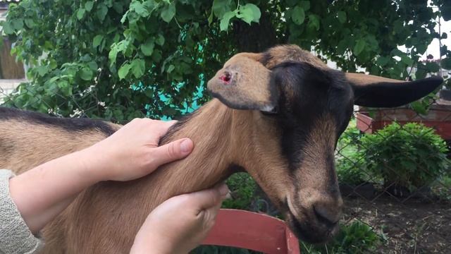 #2. Клещи зажрали козленка. Слабонервным не смотреть! Обработка от клещей. Биркование.