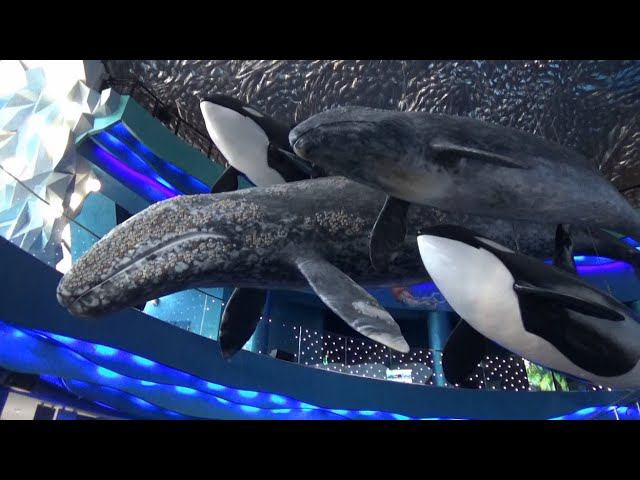 Владивосток 2021. Часть 2 - Океанариум. Сафари-парк