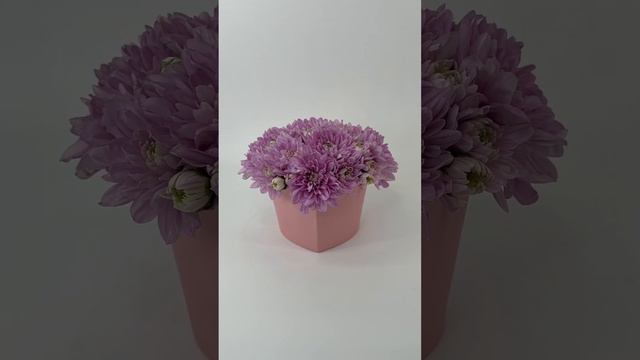 Розовая хризантема Балтика в коробке Amor в виде сердца