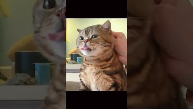 ЧАВКАЮЩИЙ КОТ