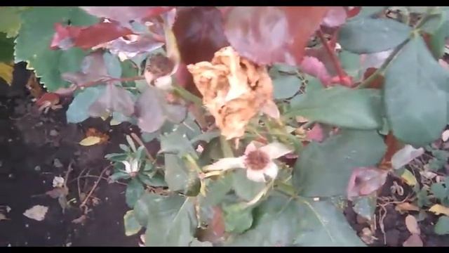 Розы! Заболевания Роз!! Мучнистая Роса!!!